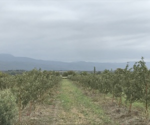 განხორციელებული პროექტები &raquo; სოფლის მეურნეობის მიმართულების პროექტები